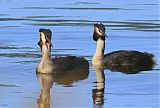 Great Crested Grebeborder=